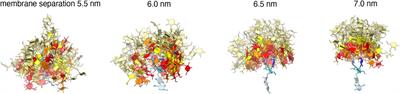 Interplay of Trans- and Cis-Interactions of Glycolipids in Membrane Adhesion